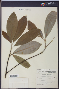 Magnolia virginiana image