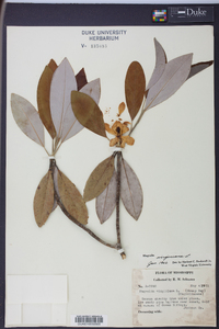 Magnolia virginiana image