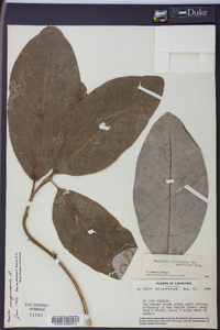 Magnolia virginiana image