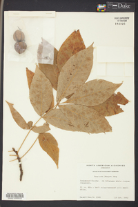Carya ovalis image