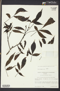 Carya carolinae-septentrionalis image