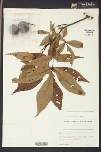 Carya carolinae-septentrionalis image