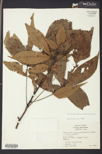 Carya carolinae-septentrionalis image