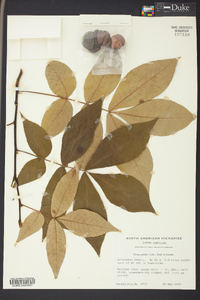 Carya pallida image