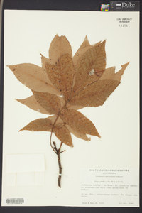 Carya pallida image