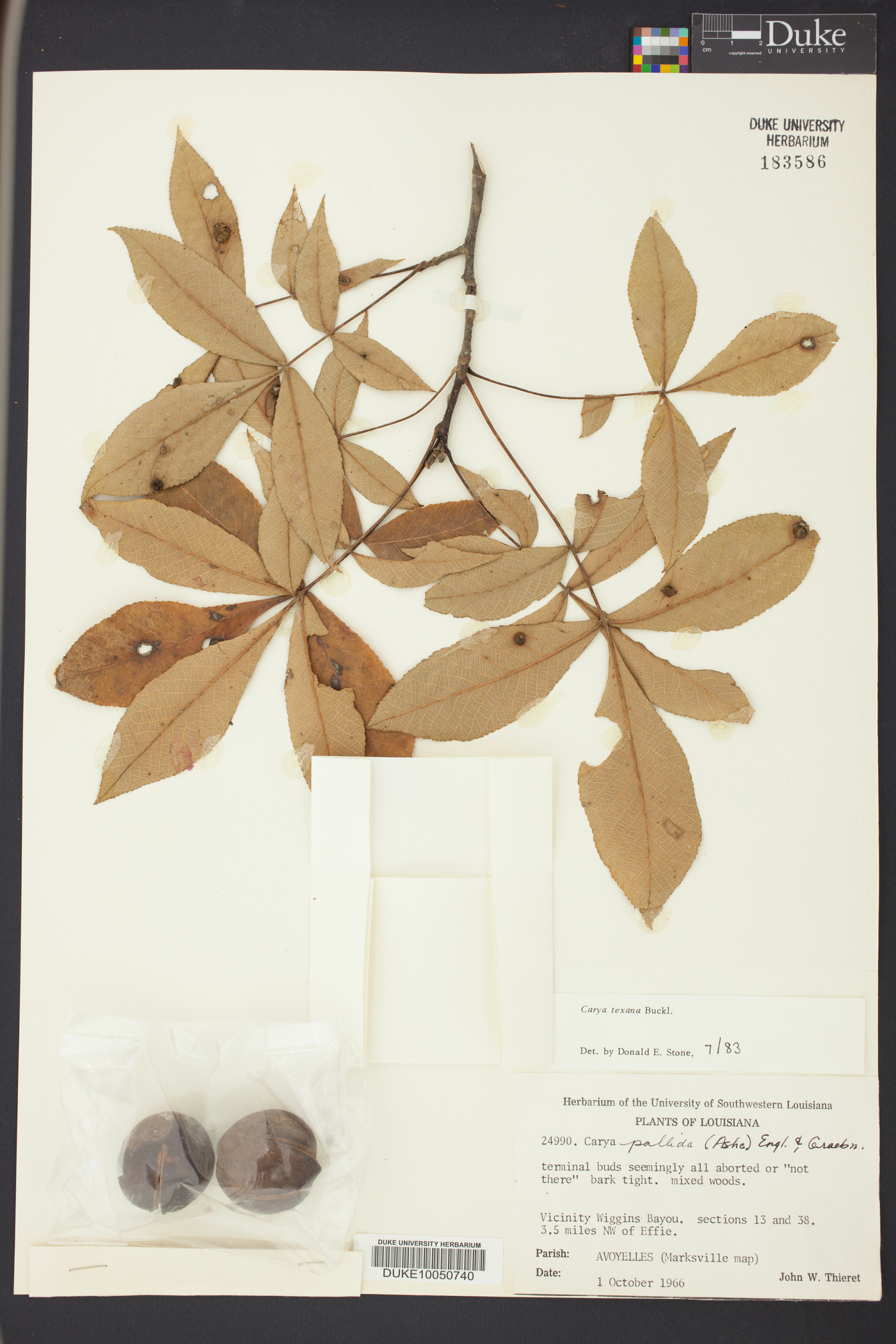 Carya texana image