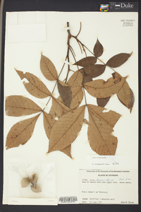 Carya texana image