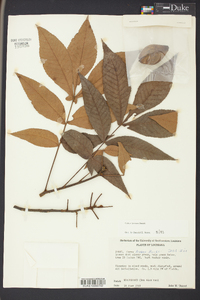 Carya texana image