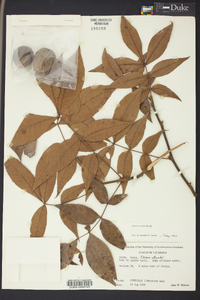 Carya texana image