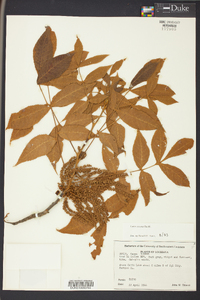 Carya texana image