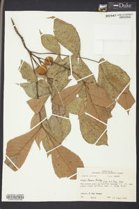 Carya texana image