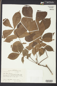 Carya texana image