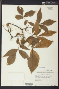 Carya texana image