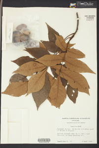 Carya texana image