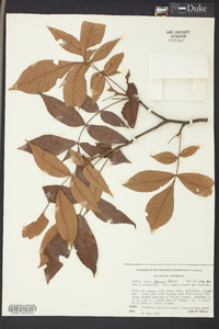 Carya texana image