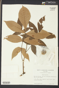 Carya texana image