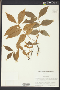 Carya texana image