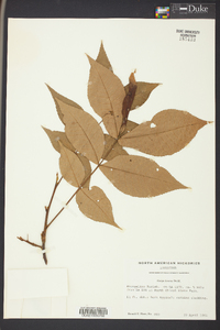 Carya texana image