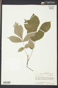 Carya texana image