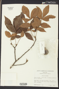 Carya texana image