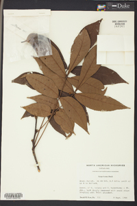 Carya texana image