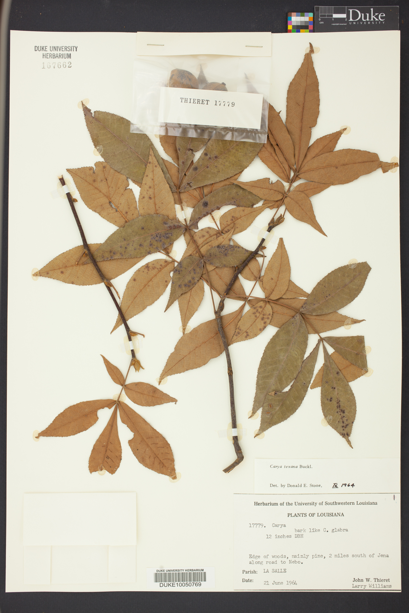 Carya texana image