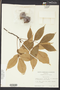 Carya texana image