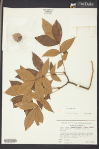 Carya texana image