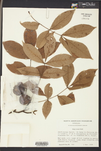 Carya texana image