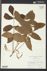 Carya texana image