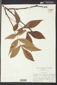 Carya texana image