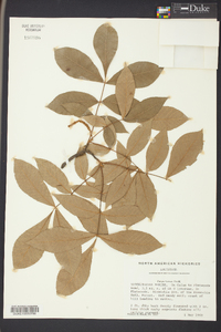 Carya texana image