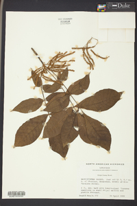 Carya texana image