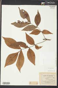 Carya texana image