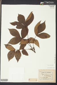 Carya texana image