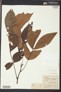 Carya texana image