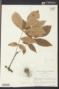 Carya texana image