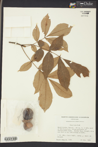 Carya texana image