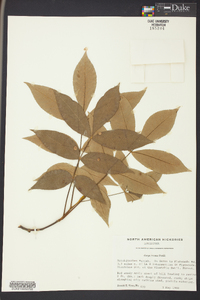 Carya texana image