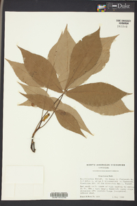Carya texana image