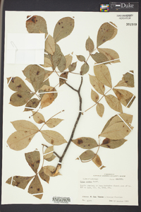 Carya texana image