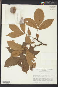 Carya texana image