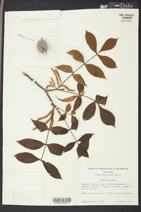 Carya texana image