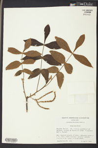 Carya texana image