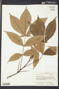 Carya texana image