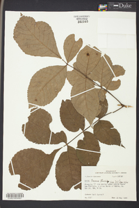 Carya texana image