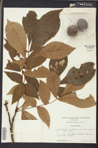 Carya texana image