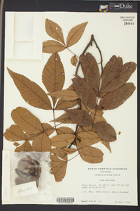 Carya texana image