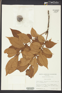 Carya texana image