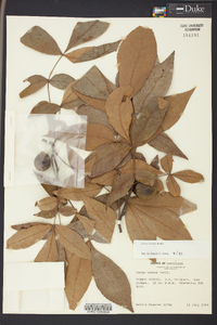 Carya texana image